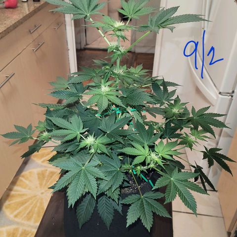 Animal Cookies  growlog timeline photo