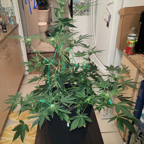 Black Caddy growlog timeline photo