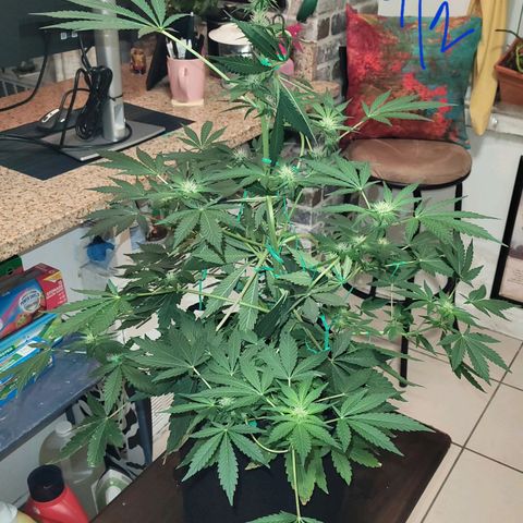 Black Caddy growlog timeline photo