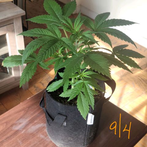 Gorilla Glue growlog timeline photo