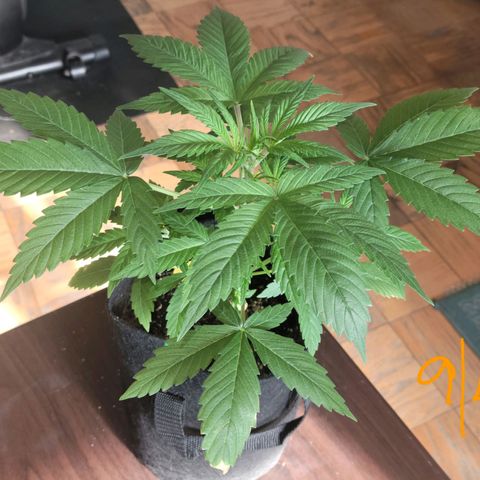 Gorilla Glue growlog timeline photo