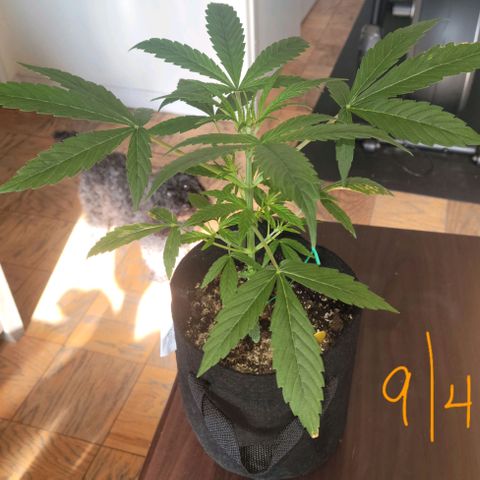 G-G growlog timeline photo