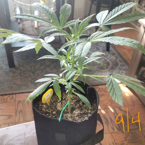 G-G growlog timeline photo