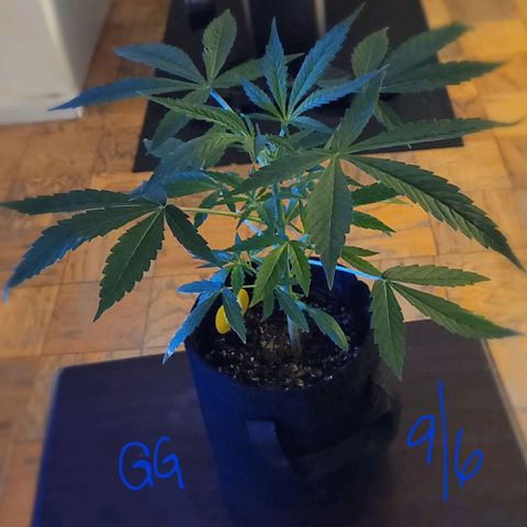 G-G growlog timeline photo