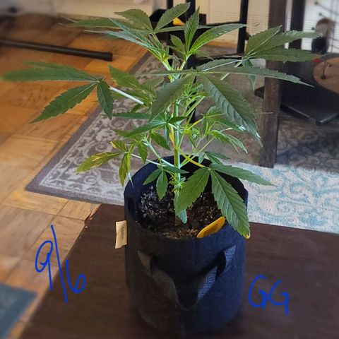 G-G growlog timeline photo