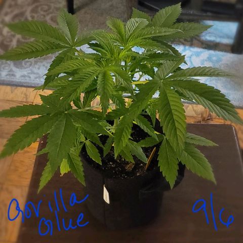 Gorilla Glue growlog timeline photo