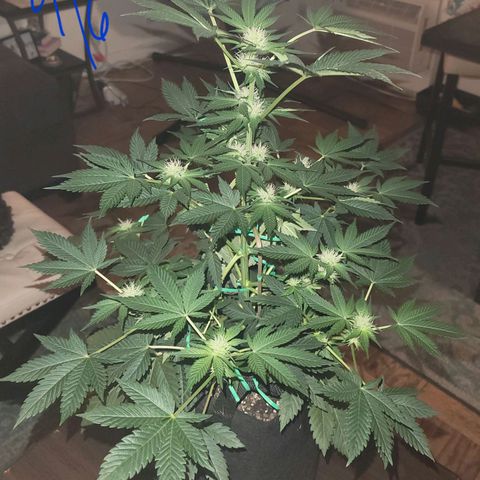 Animal Cookies  growlog timeline photo
