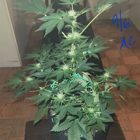 Animal Cookies  growlog timeline photo