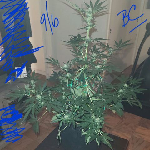 Black Caddy growlog timeline photo