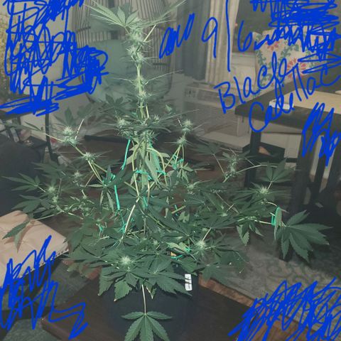 Black Caddy growlog timeline photo