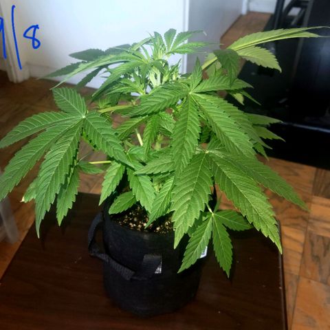 Gorilla Glue growlog timeline photo