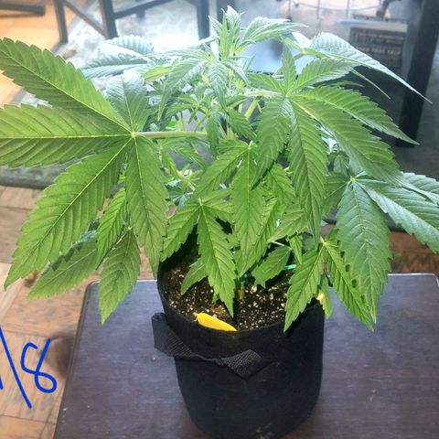 Gorilla Glue growlog timeline photo
