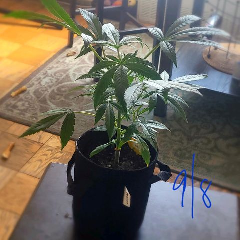 G-G growlog timeline photo