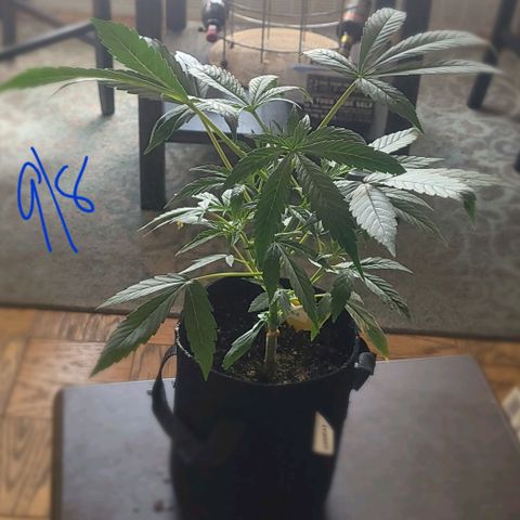 G-G growlog timeline photo