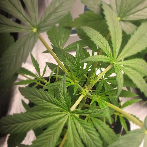 G-G growlog timeline photo