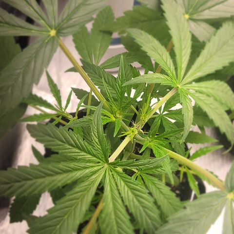 G-G growlog timeline photo
