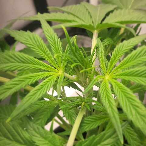 Gorilla Glue growlog timeline photo