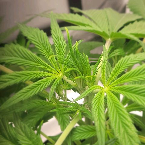 Gorilla Glue growlog timeline photo