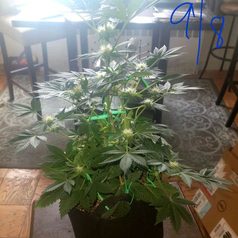 Animal Cookies  growlog timeline photo