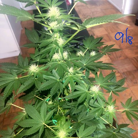 Animal Cookies  growlog timeline photo