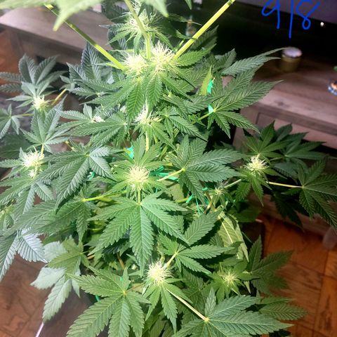 Animal Cookies  growlog timeline photo