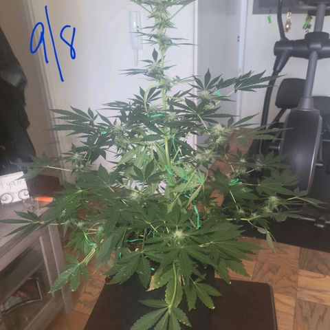 Black Caddy growlog timeline photo