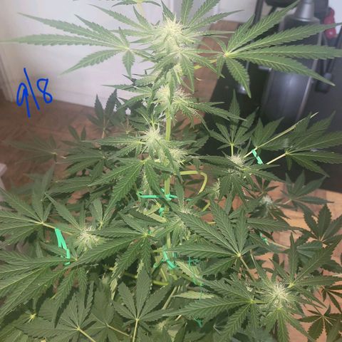 Black Caddy growlog timeline photo