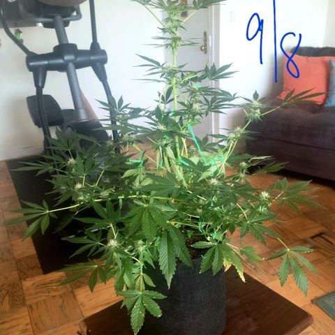 Black Caddy growlog timeline photo