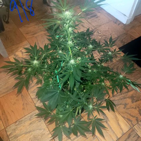 Black Caddy growlog timeline photo