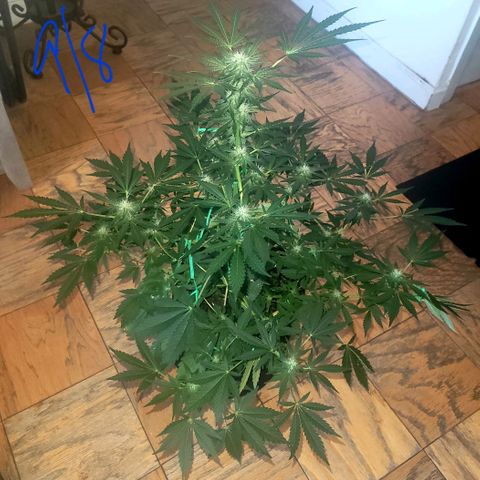 Black Caddy growlog timeline photo