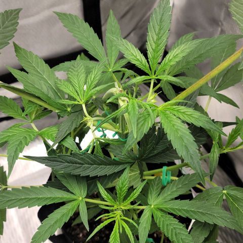 G-G growlog timeline photo