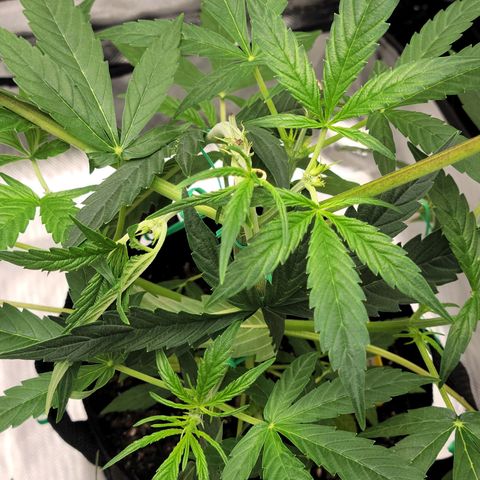 G-G growlog timeline photo