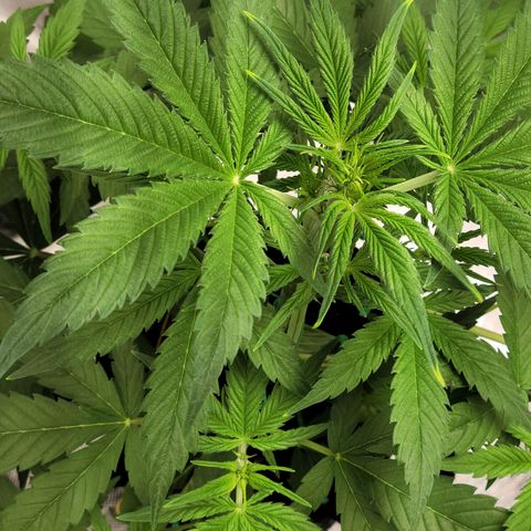 Gorilla Glue growlog timeline photo