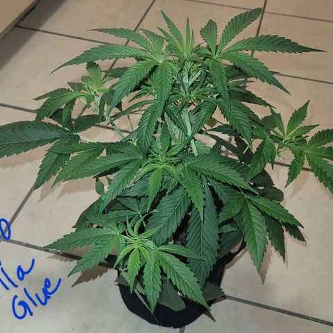 Gorilla Glue growlog timeline photo