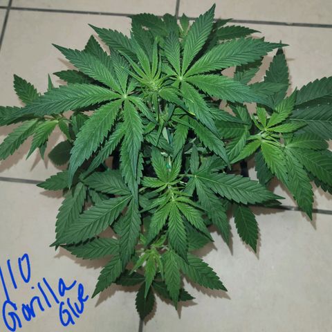 Gorilla Glue growlog timeline photo