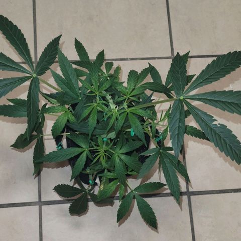 G-G growlog timeline photo
