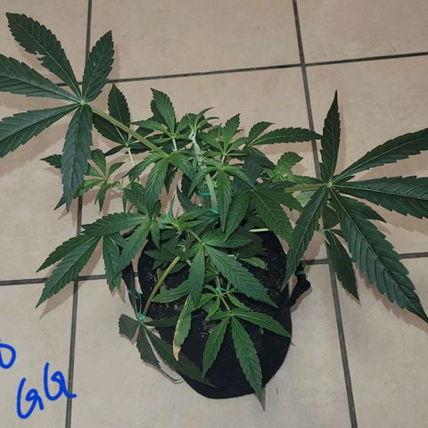 G-G growlog timeline photo