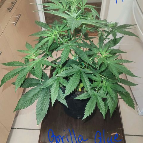 Gorilla Glue growlog timeline photo