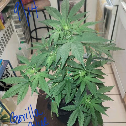 Gorilla Glue growlog timeline photo