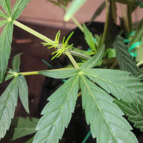 G-G growlog timeline photo