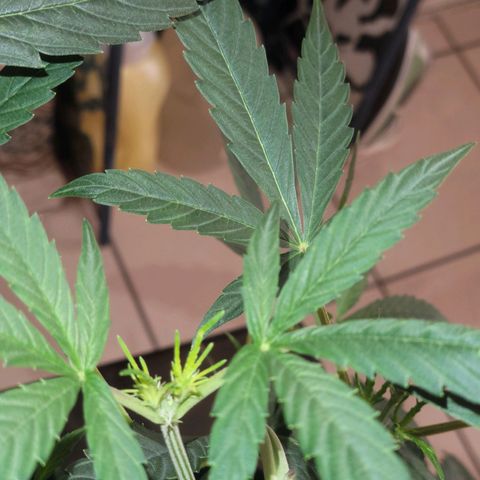 G-G growlog timeline photo
