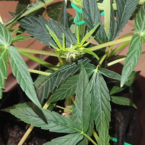 G-G growlog timeline photo