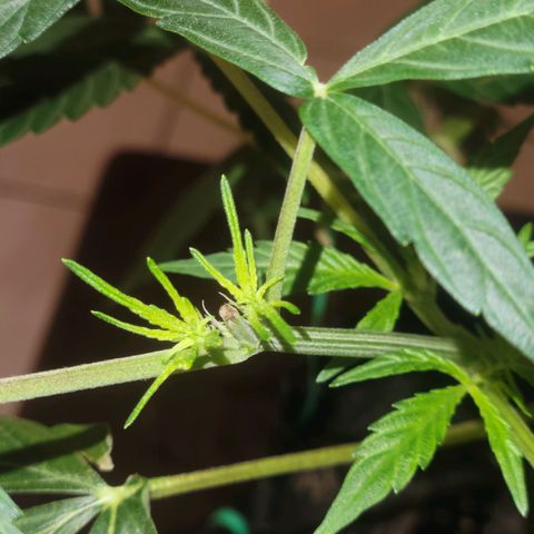 G-G growlog timeline photo