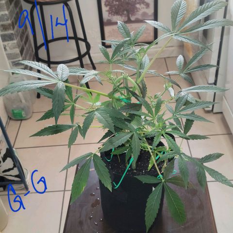 G-G growlog timeline photo