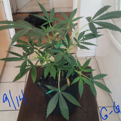 G-G growlog timeline photo