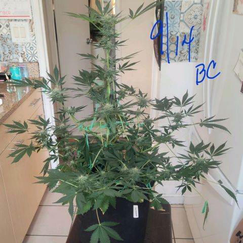 Black Caddy growlog timeline photo