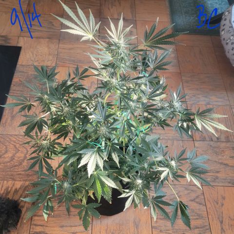 Black Caddy growlog timeline photo