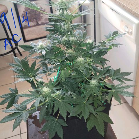 Animal Cookies  growlog timeline photo