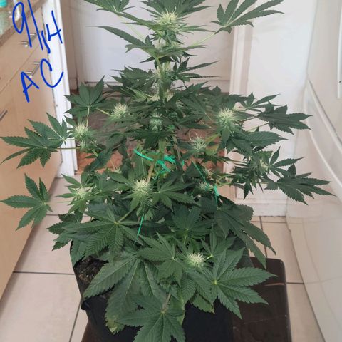 Animal Cookies  growlog timeline photo