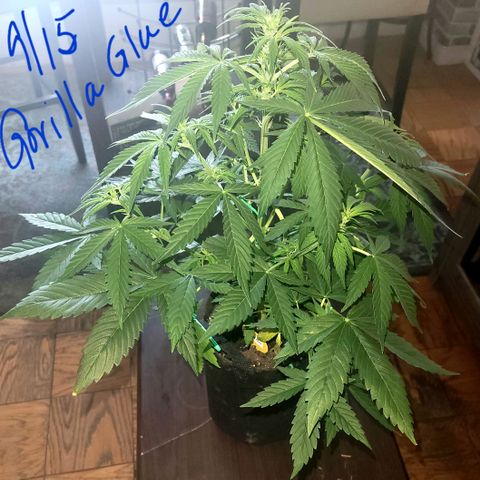 Gorilla Glue growlog timeline photo